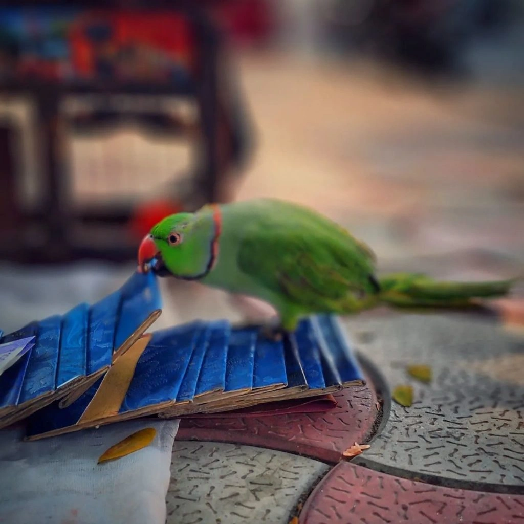 Parrot Card Reader 